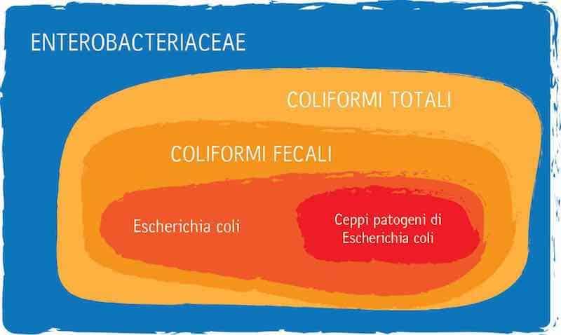 Coliformi Totali nell’Acqua Potabile: Cosa Significa per la Salute