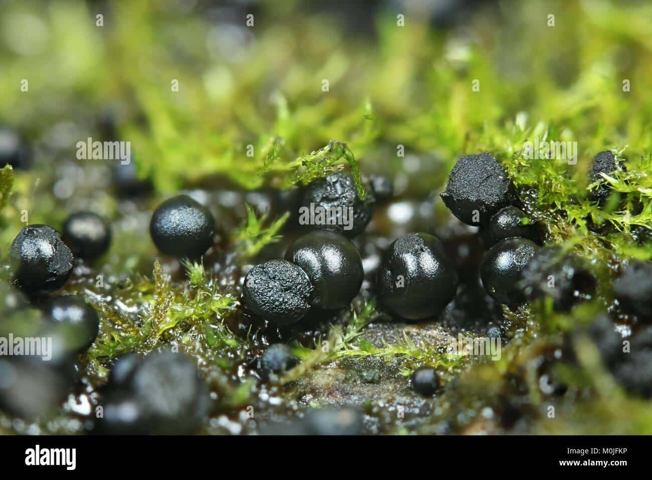 Melma nera dal rubinetto: Cause e Soluzioni Efficaci