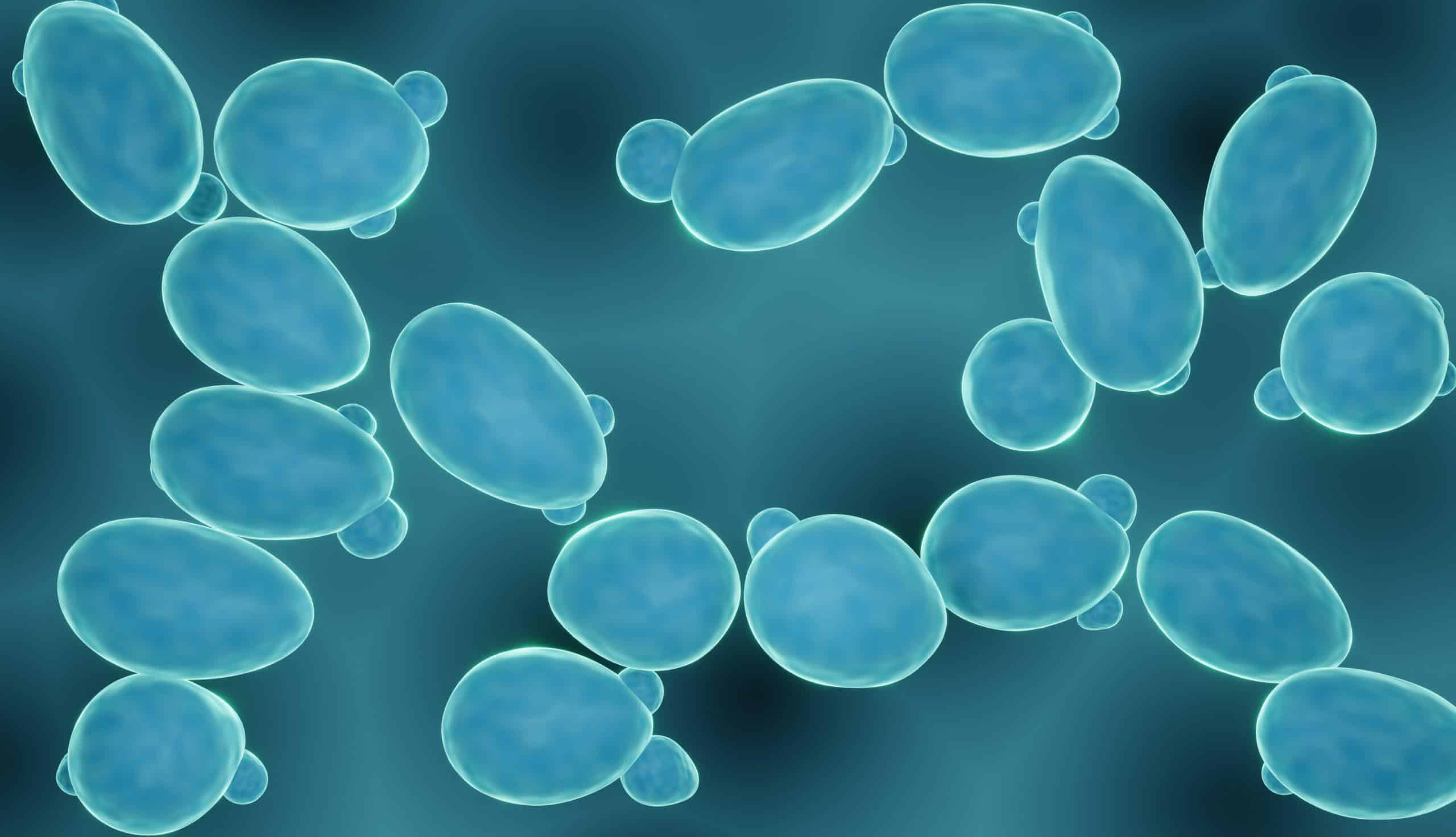 Importanza dei lieviti nello studio della microbiologia
